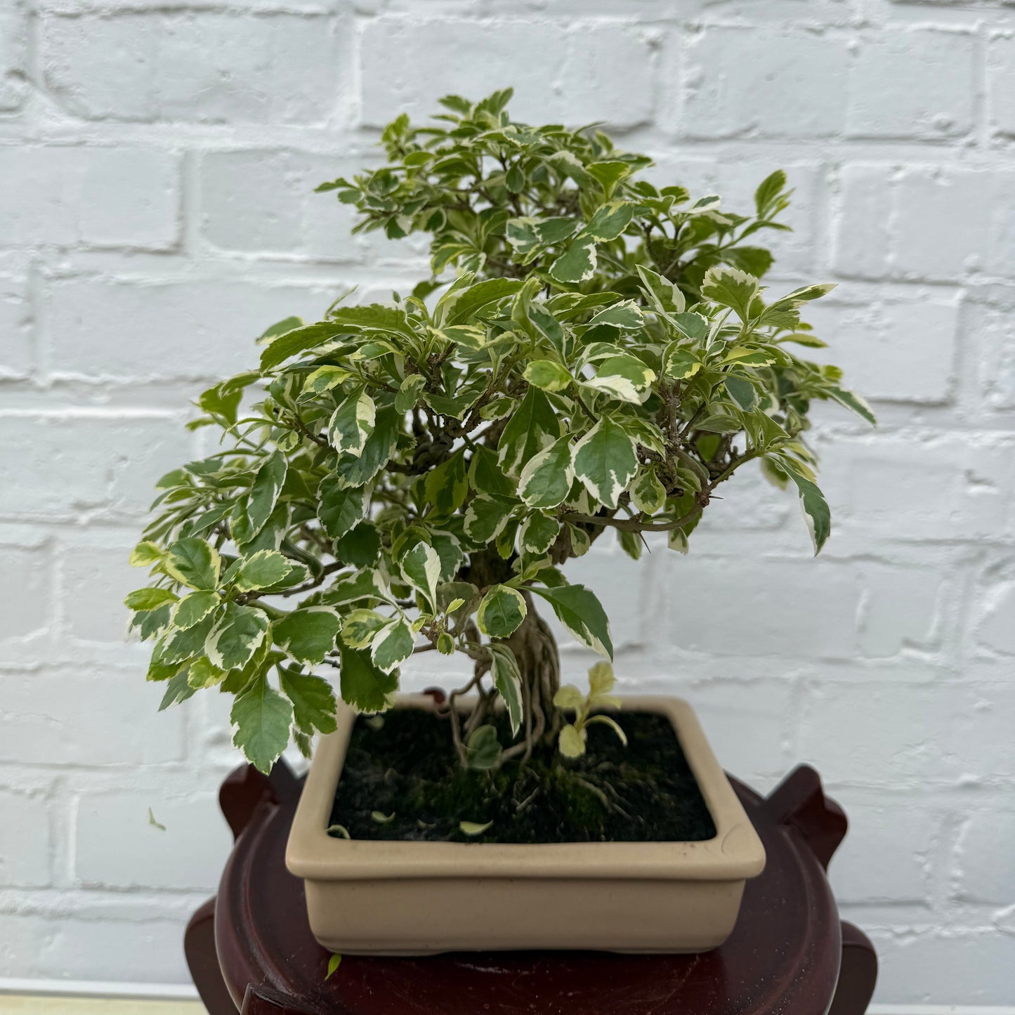 Bonsaï Durantha Repens Variegata  10 ans