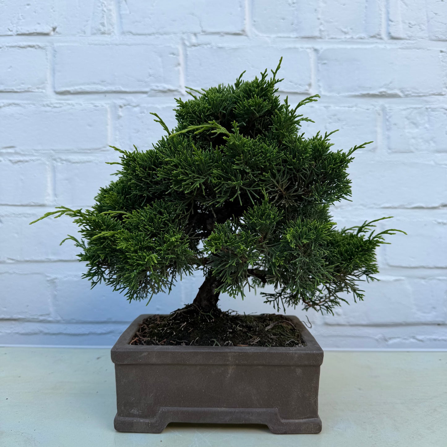 Bonsaï Genévrier  (Juniperus Chinensis) - 23 cm - 17 ans