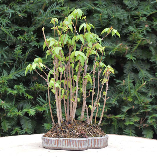 Bonsai Drietand Esdoorn (Acer Buergerianum) - 22 cm