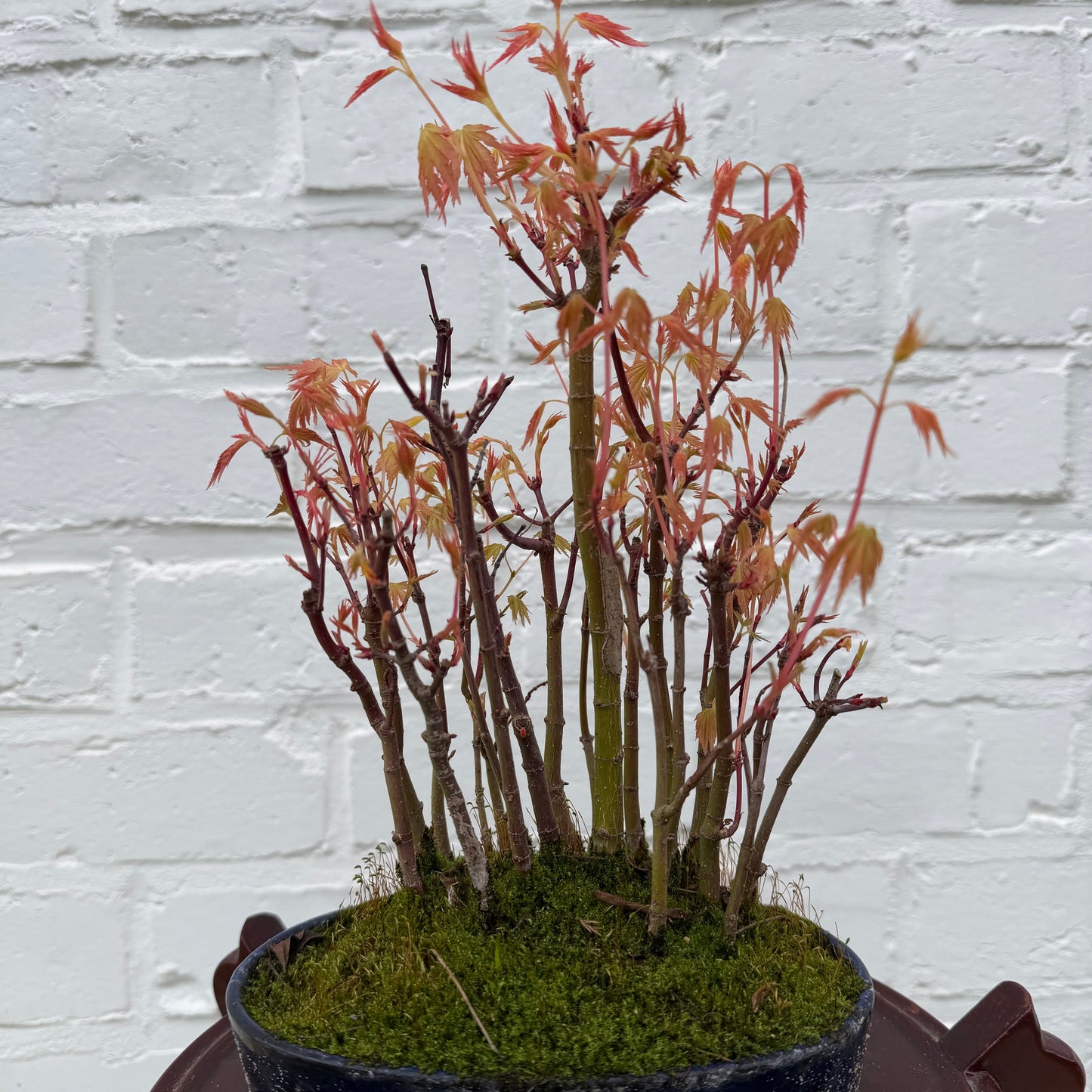 Japanse esdoorn (Acer palmatum Yamamomiji) - 27 cm