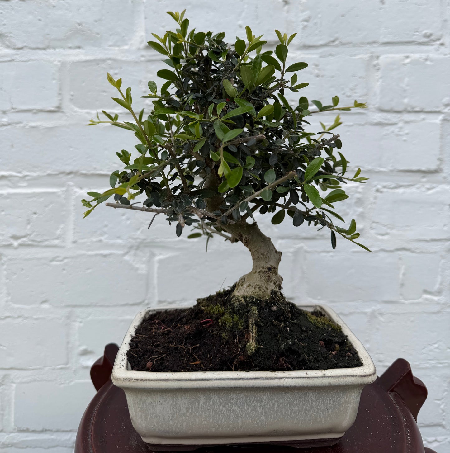 Europese olijfboom (Olea Europea) - 8 jaar oud