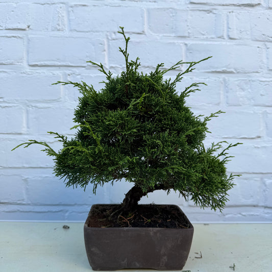 Bonsaï Genévrier  (Juniperus Chinensis) - 25 cm - 17 ans