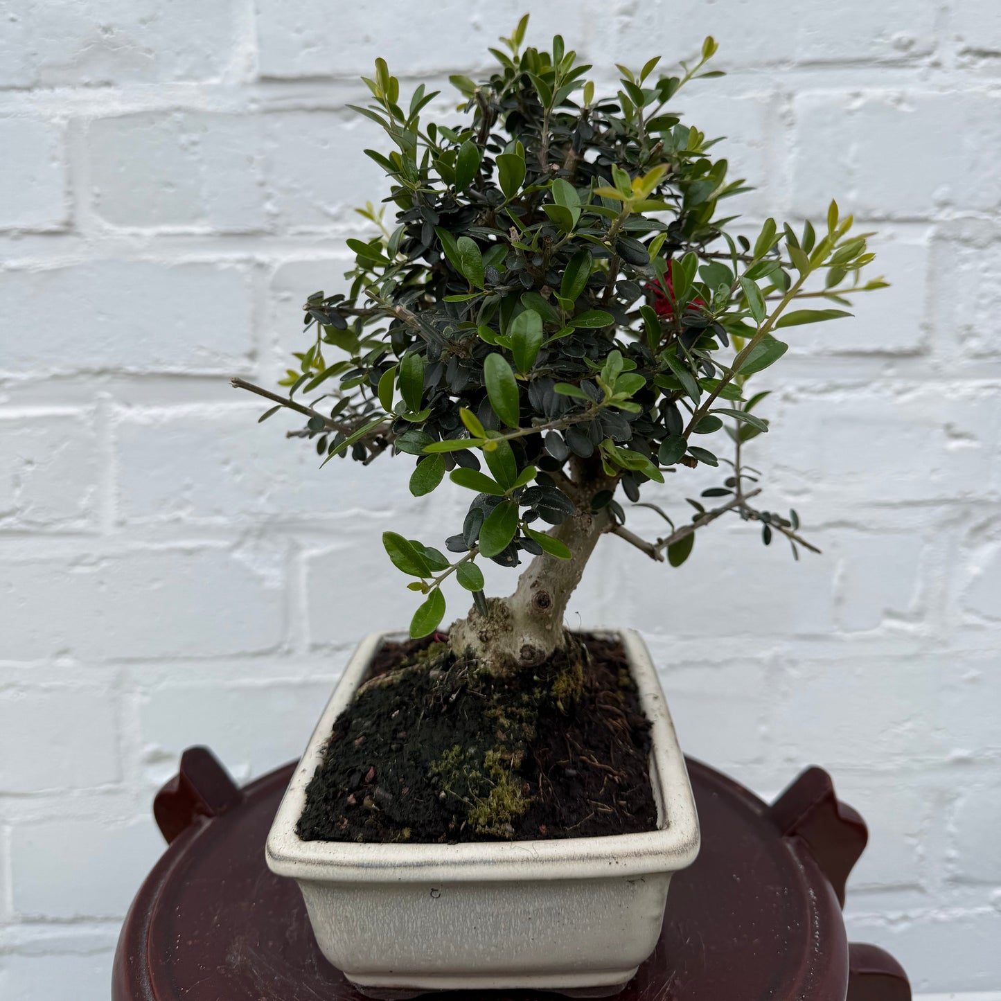 Europese olijfboom (Olea Europea) - 8 jaar oud