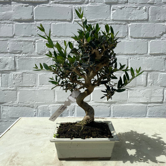 Bonsaï Olivier Européen (Olea Europea) - 17 ans