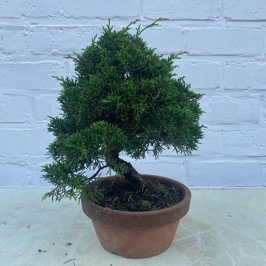 Bonsaï Jeneverbes  (Juniperus Chinensis) - 20 cm