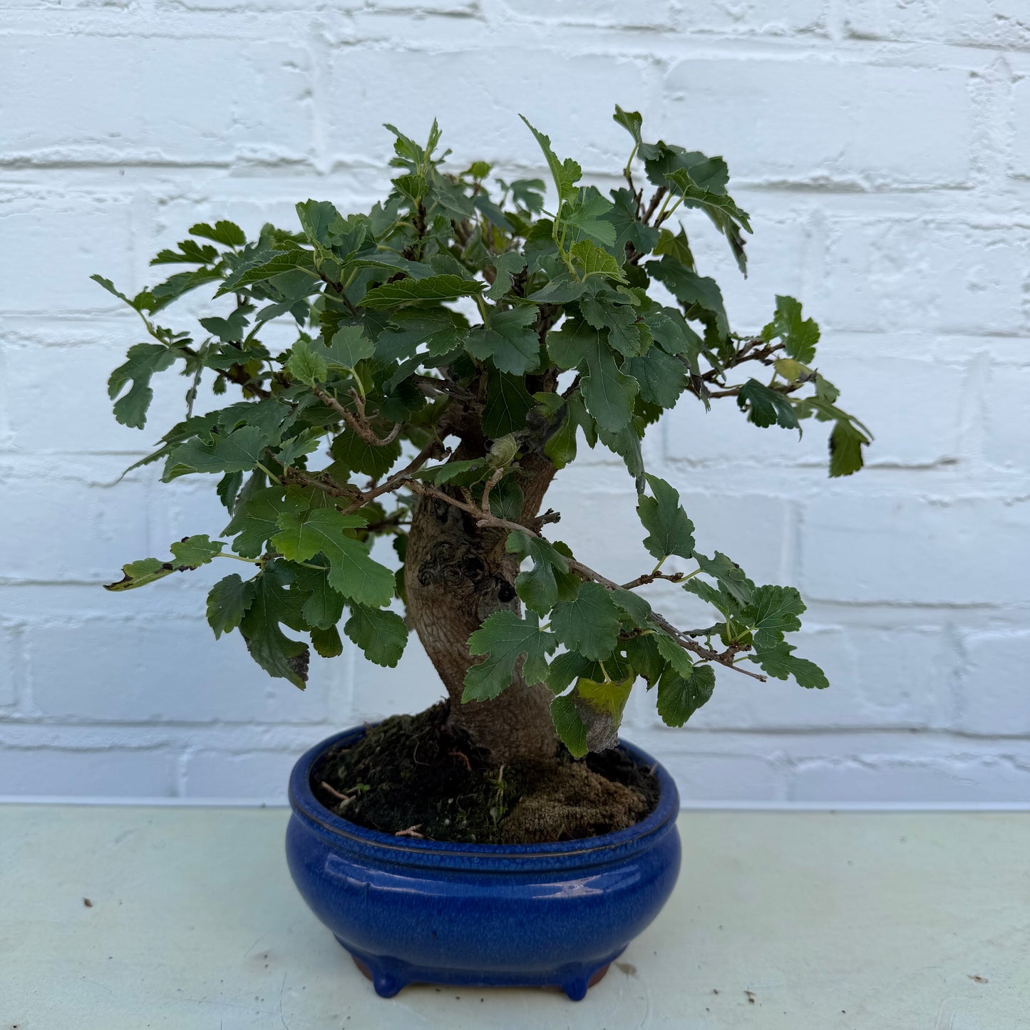 Moerbei Bonsai (Morus) - 14 jaar oud - 24 cm