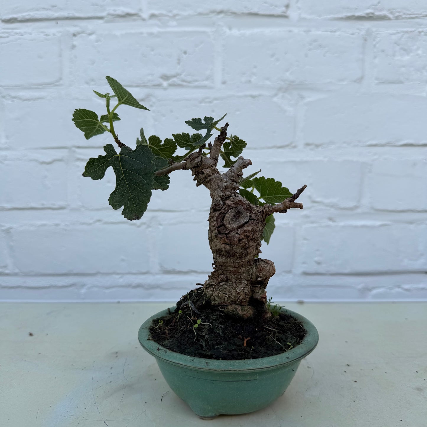 Bonsaï Mûrier (Morus) 13 ans - 14 cm