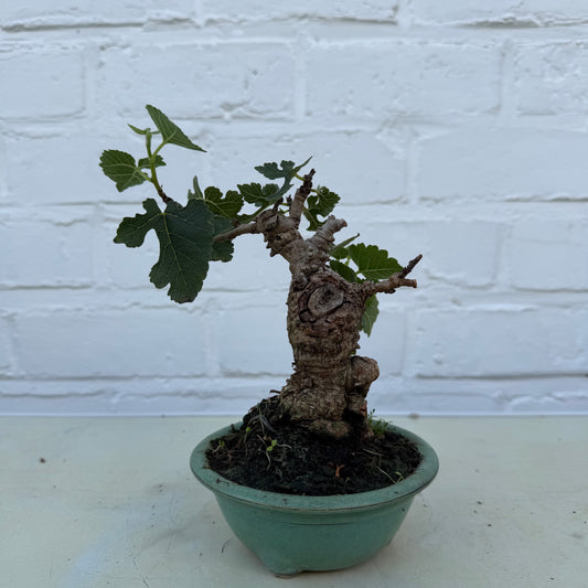 Bonsaï Mûrier (Morus) 13 ans - 14 cm