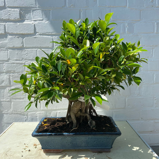 Bonsaï  Ficus Retusa 19 ans - 55 cm