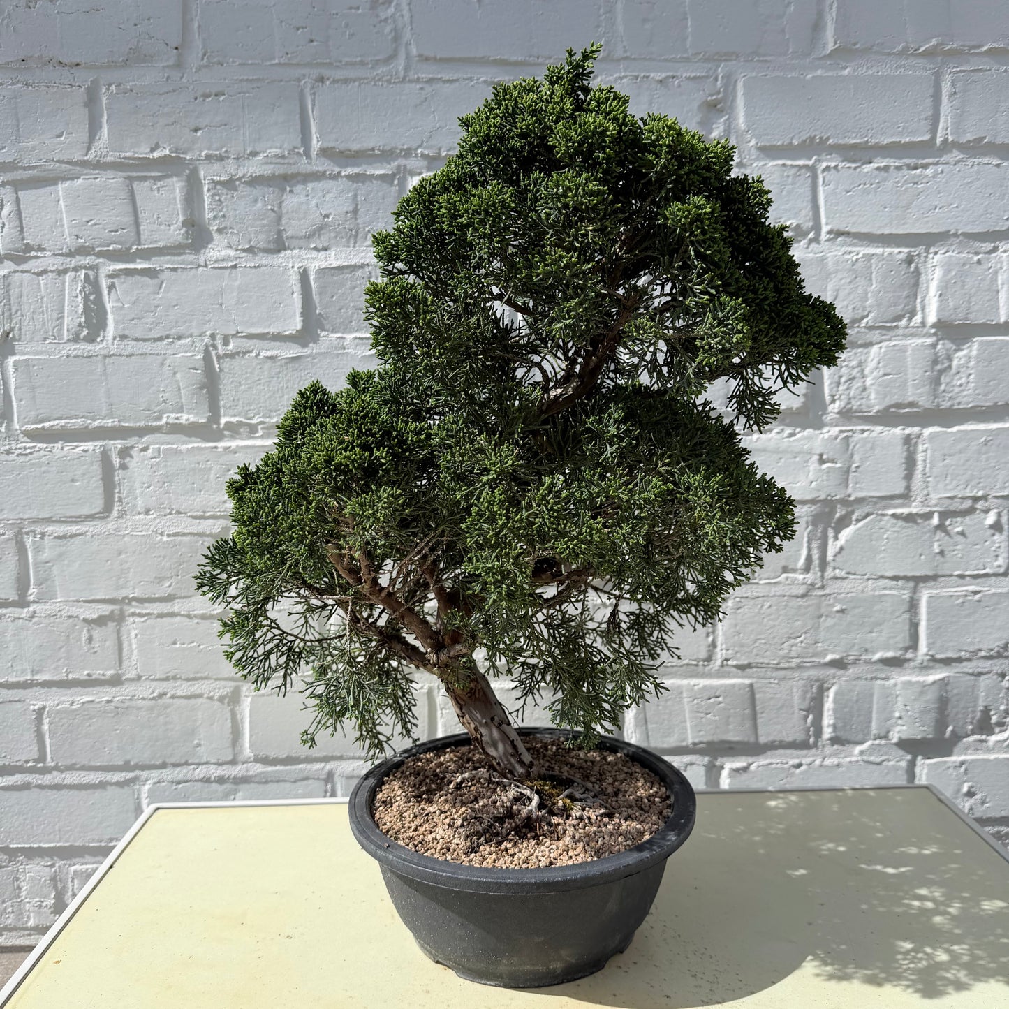 Jeneverbes Bonsai (Juniperus Chinensis Kyushu) - 45 cm