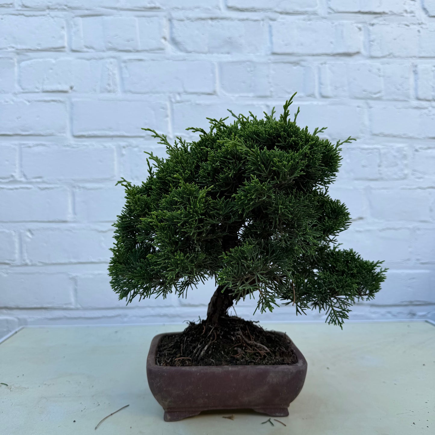 Bonsaï Jeneverbes  (Juniperus Chinensis) - 25 cm - 17 jaar
