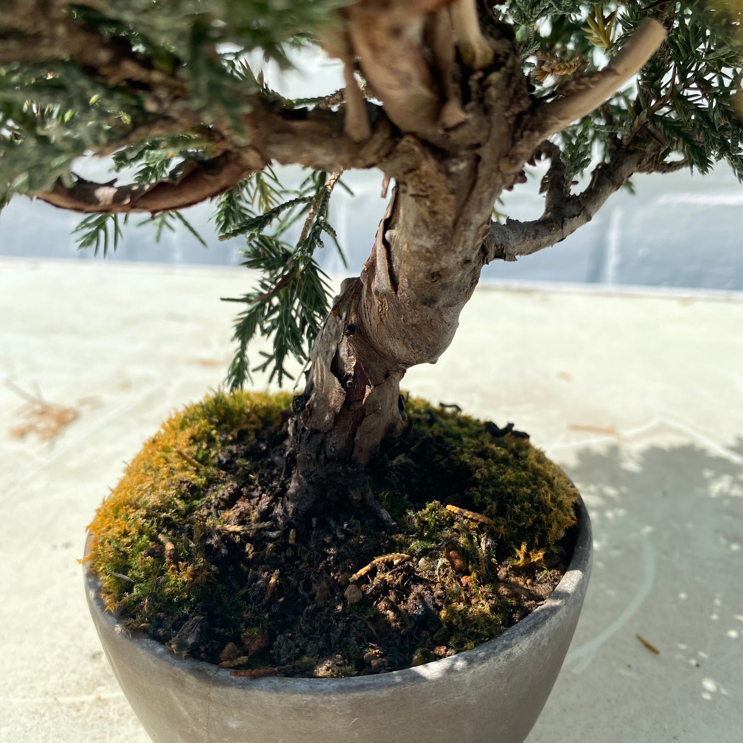 Bonsaï Shohin Jeneverbes (Juniperus Chinensis) - 20 cm