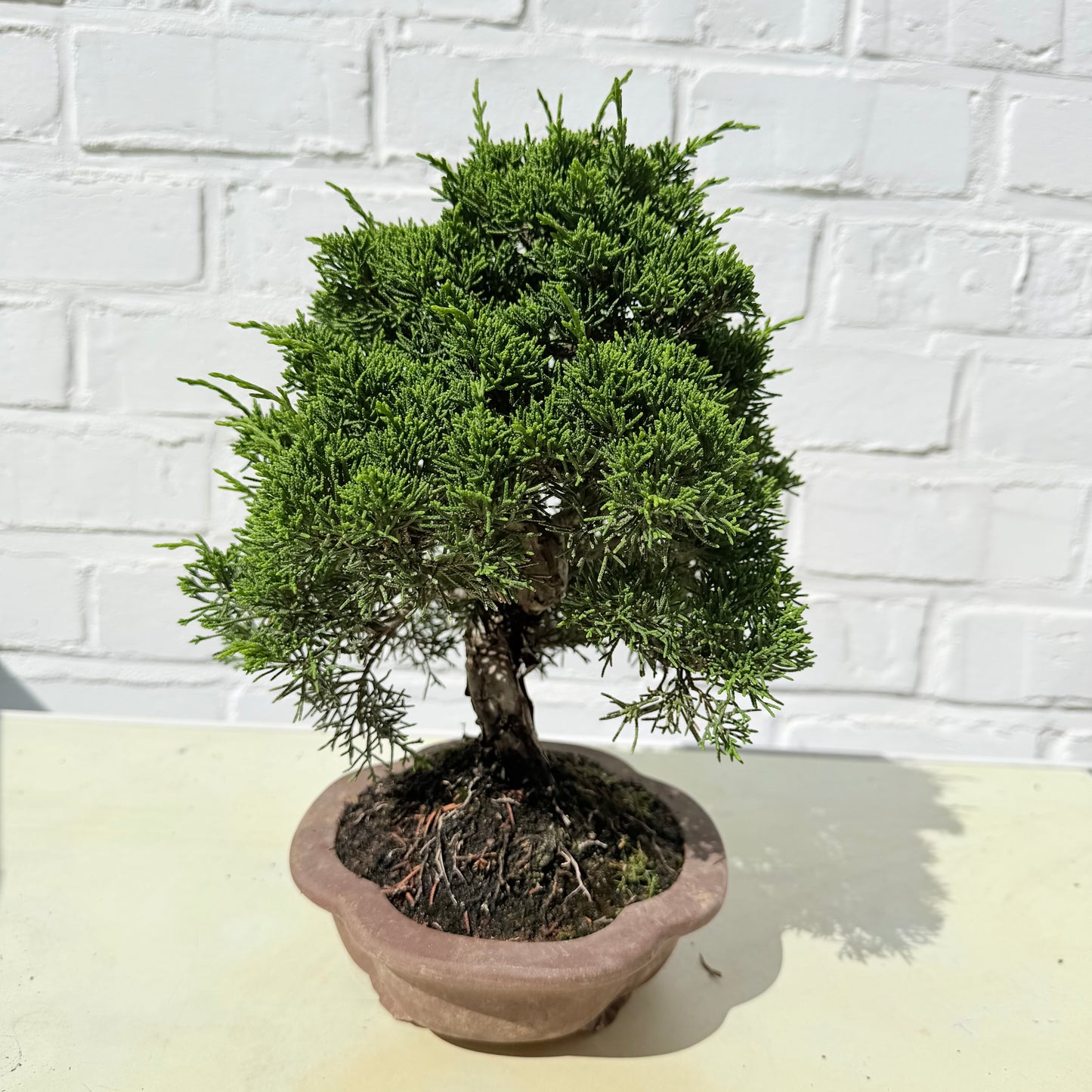Bonsaï Genévrier  (Juniperus Chinensis) - 26 cm - 17 ans