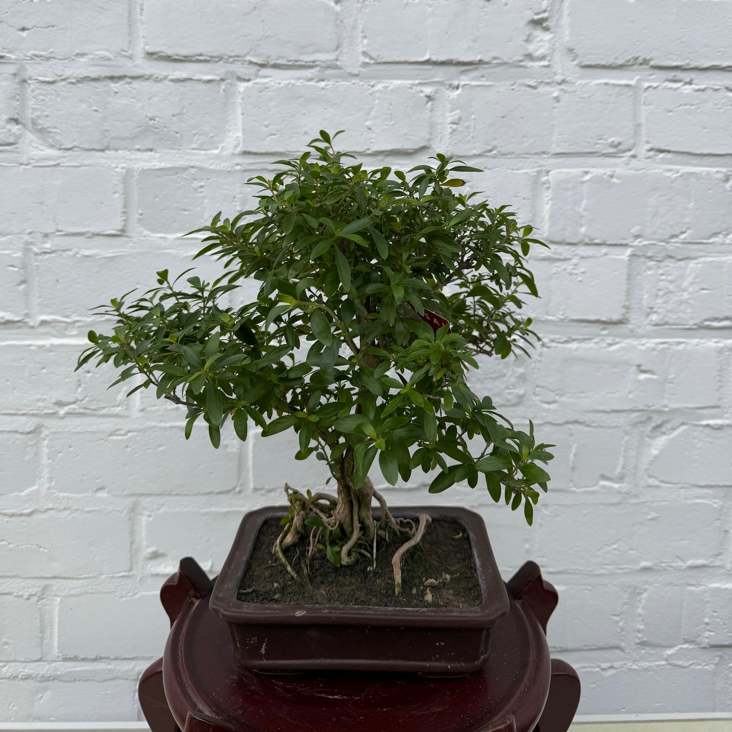 Bonsaï Serissa Phoetida 10 ans