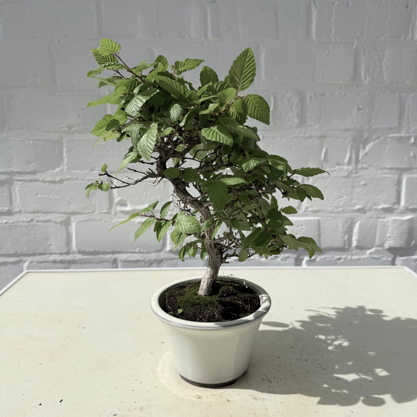 Bonsaï Charme Coréen  – 24 cm - 18 ans