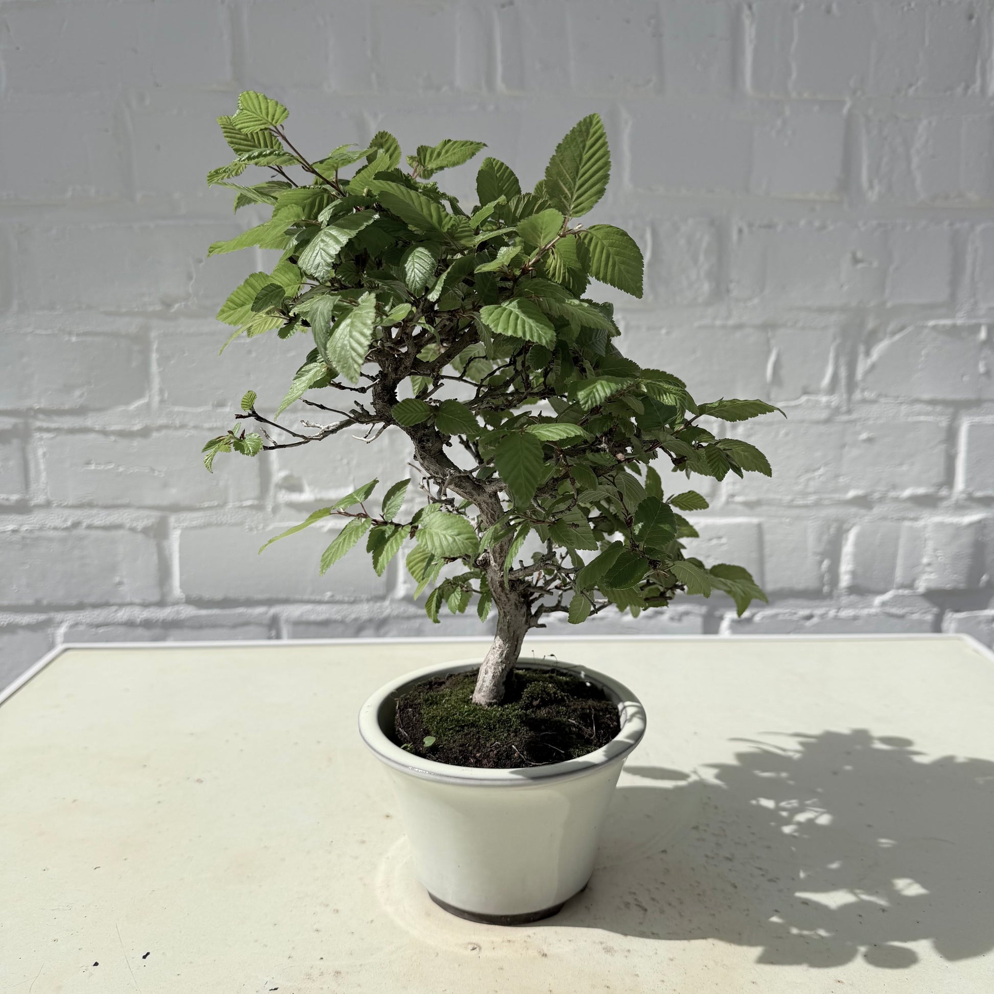 Bonsaï Charme Coréen  – 24 cm - 18 ans