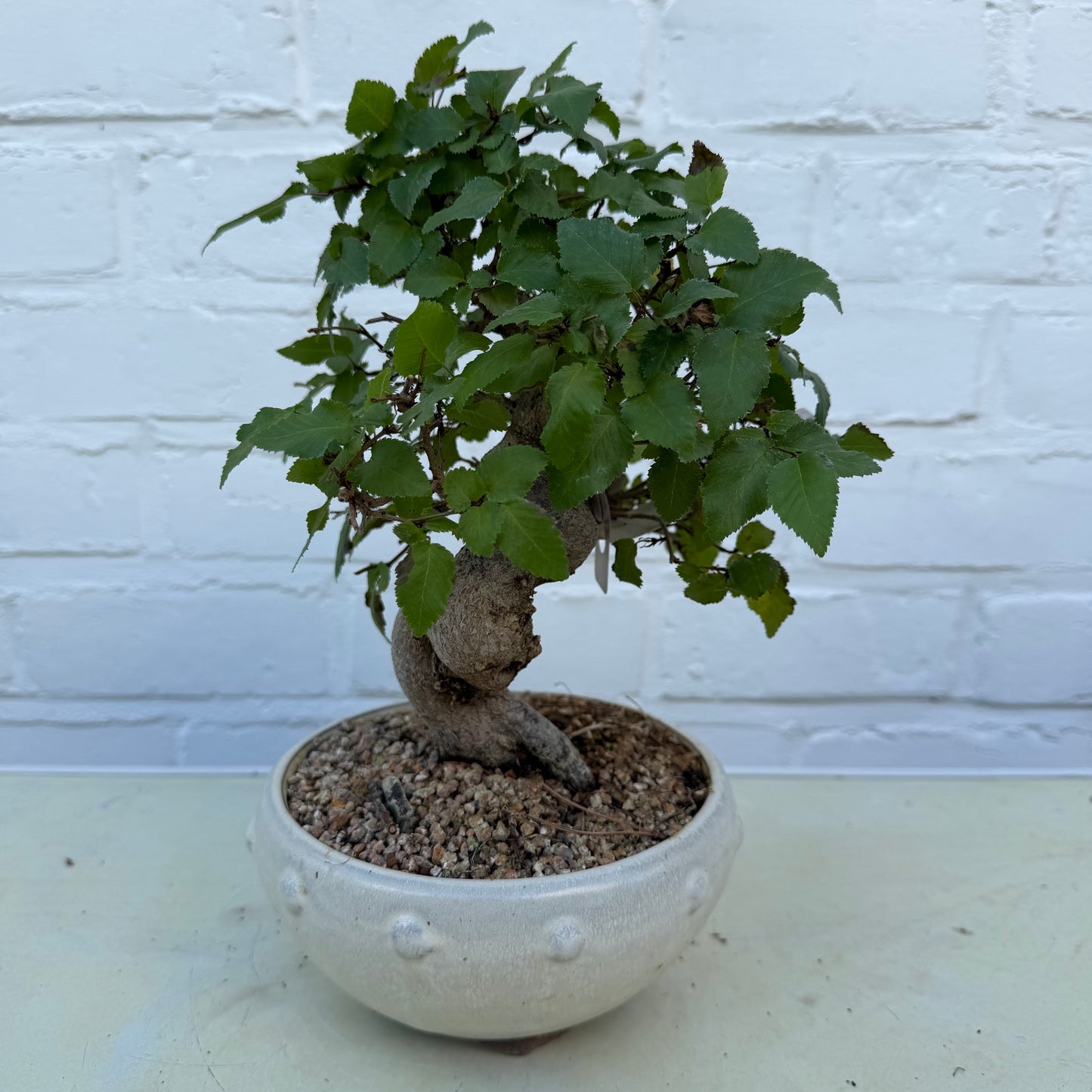 Bonsaï Charme Coréen – 25 cm