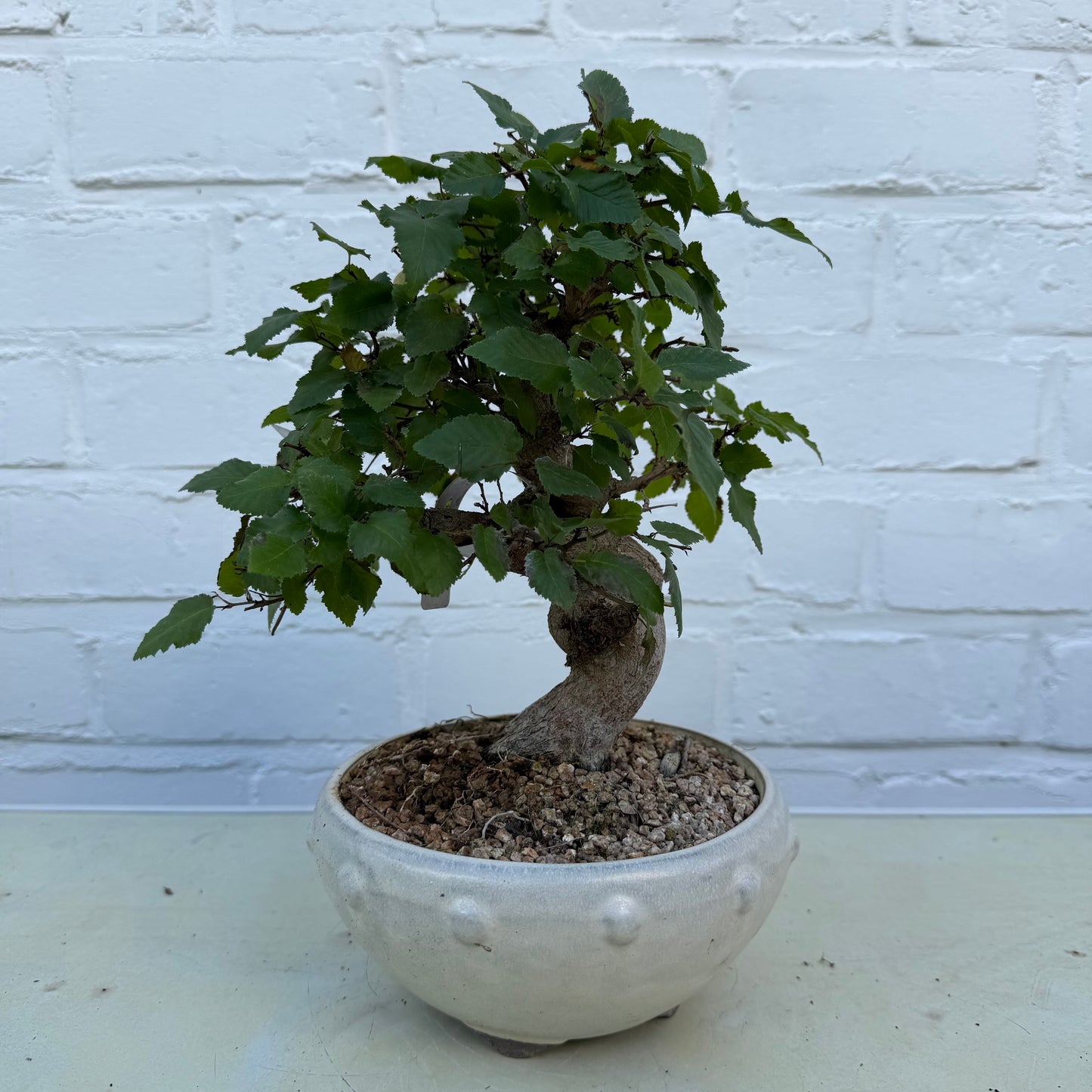 Bonsaï Charme Coréen – 25 cm - 19 ans