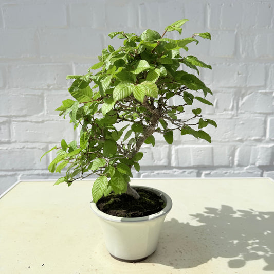 Bonsaï Charme Coréen (Carpinus Coreana) – 24 cm - 18 ans