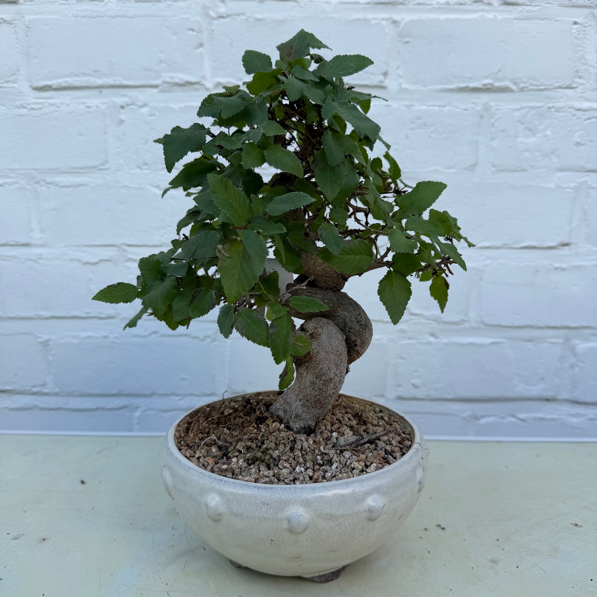 Bonsaï Charme Coréen (Carpinus Coreana) – 25 cm