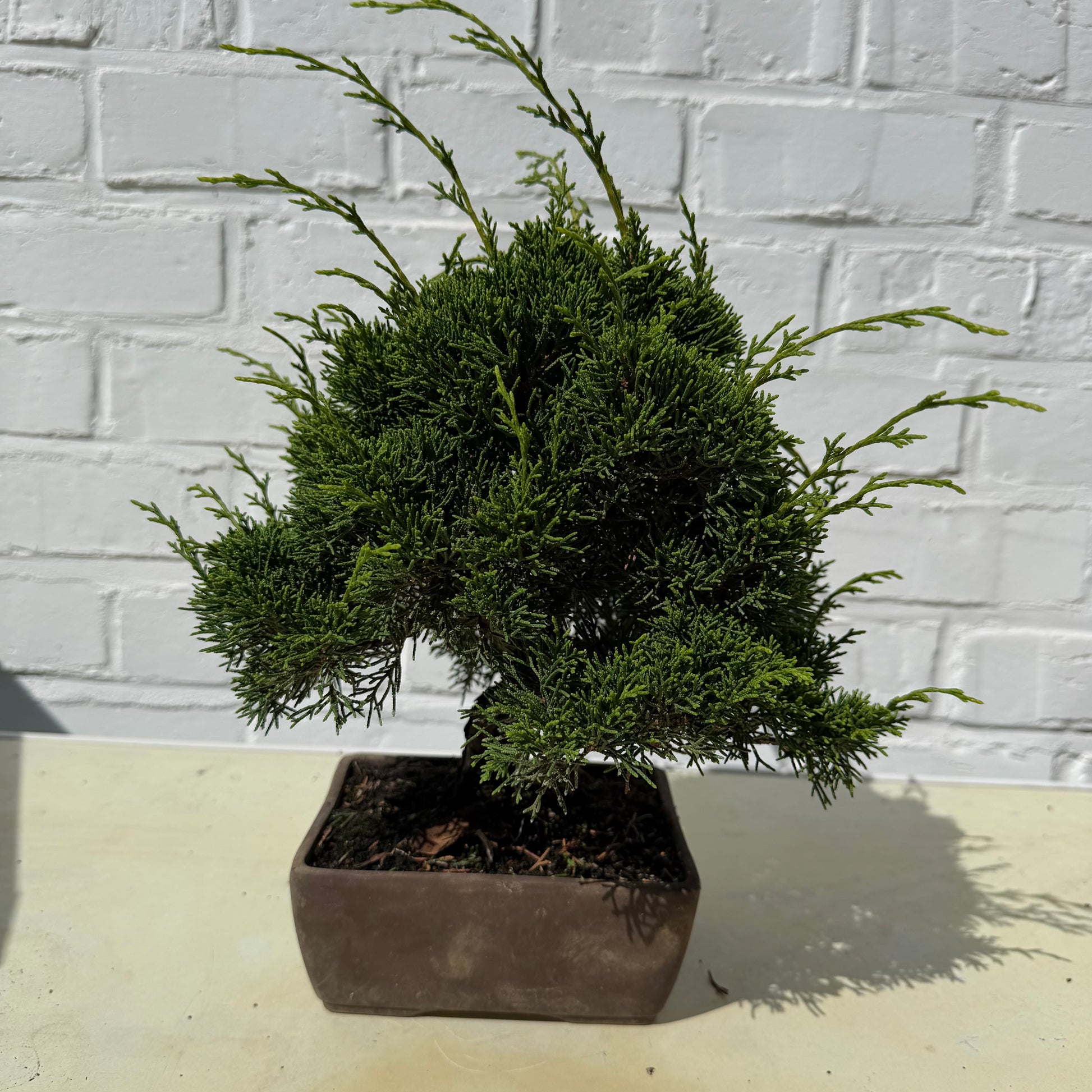 Bonsaï Genévrier  (Juniperus Chinensis) - 23 cm - 17 ans