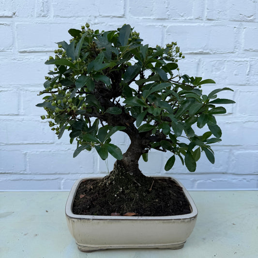 Bonsaï Pyracantha 10 ans -  27 cm