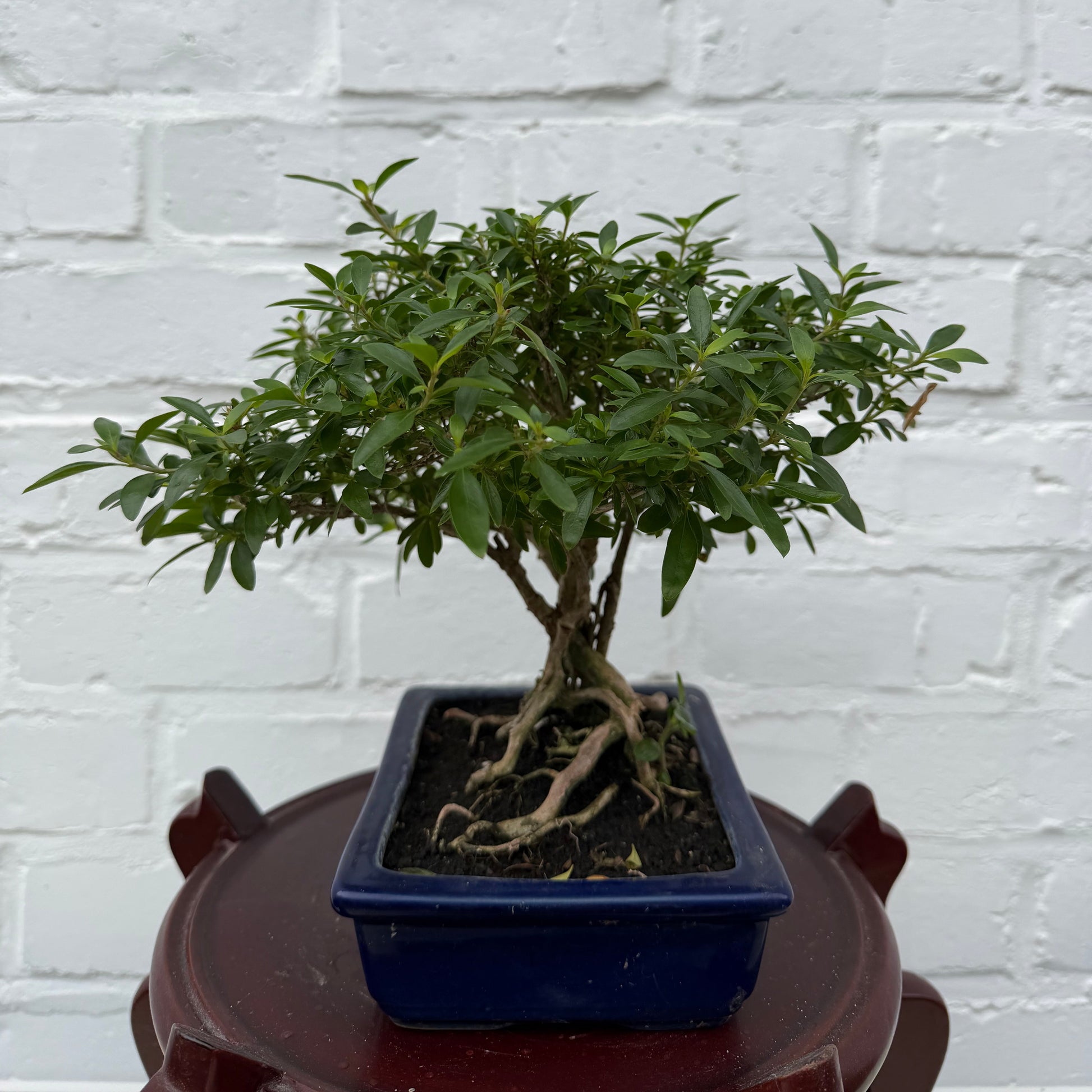 Bonsaï Serissa Phoetida 10 ans