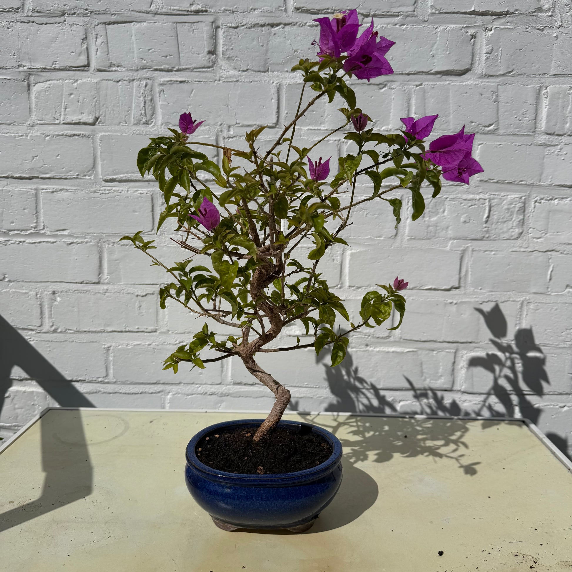 Bonsai Bouganvillea glabra 9 ans - 39cm