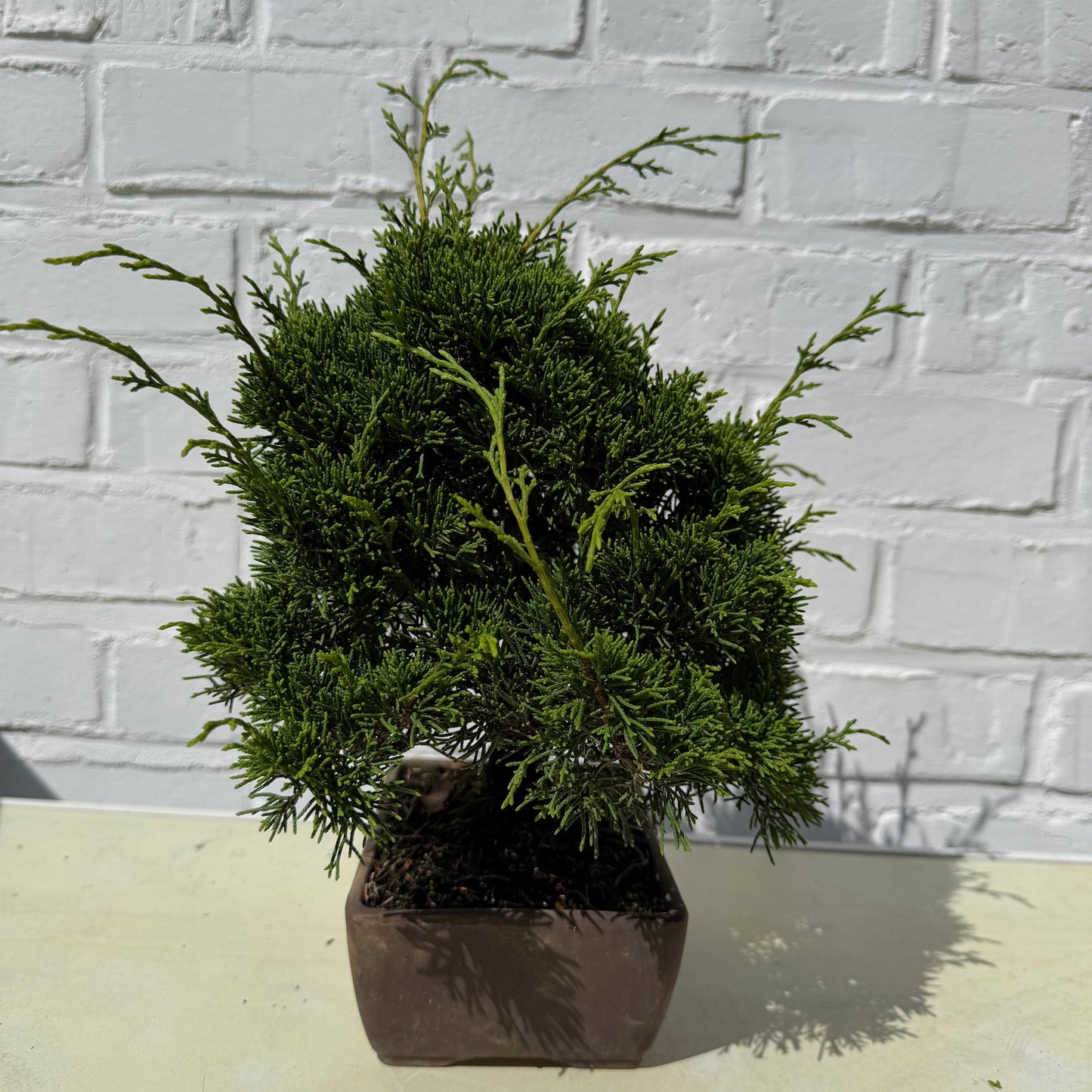 Bonsai Genevrier