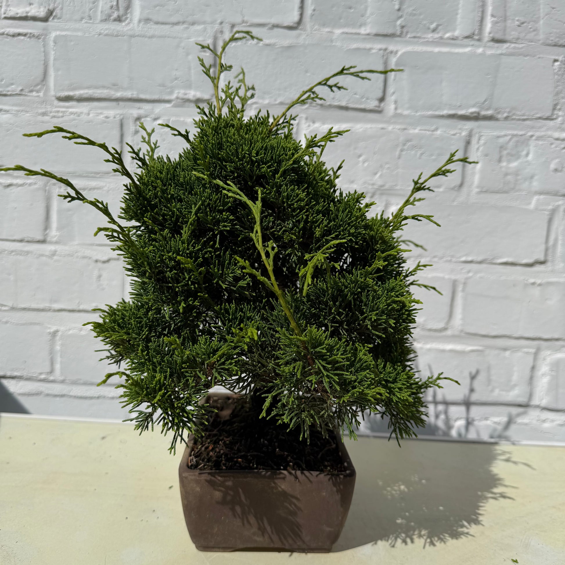Bonsai Genevrier