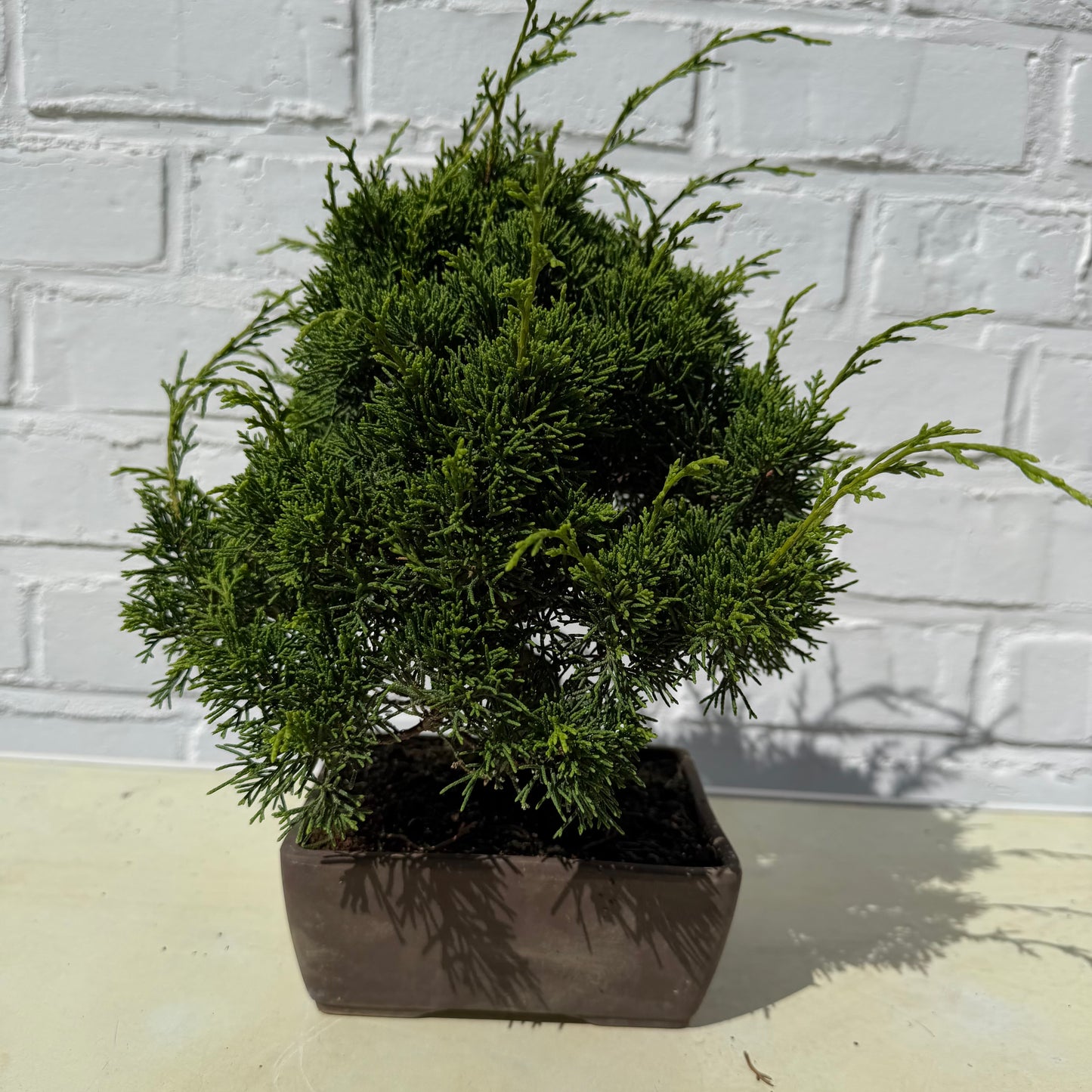 Bonsai Genevrier - 17 ans