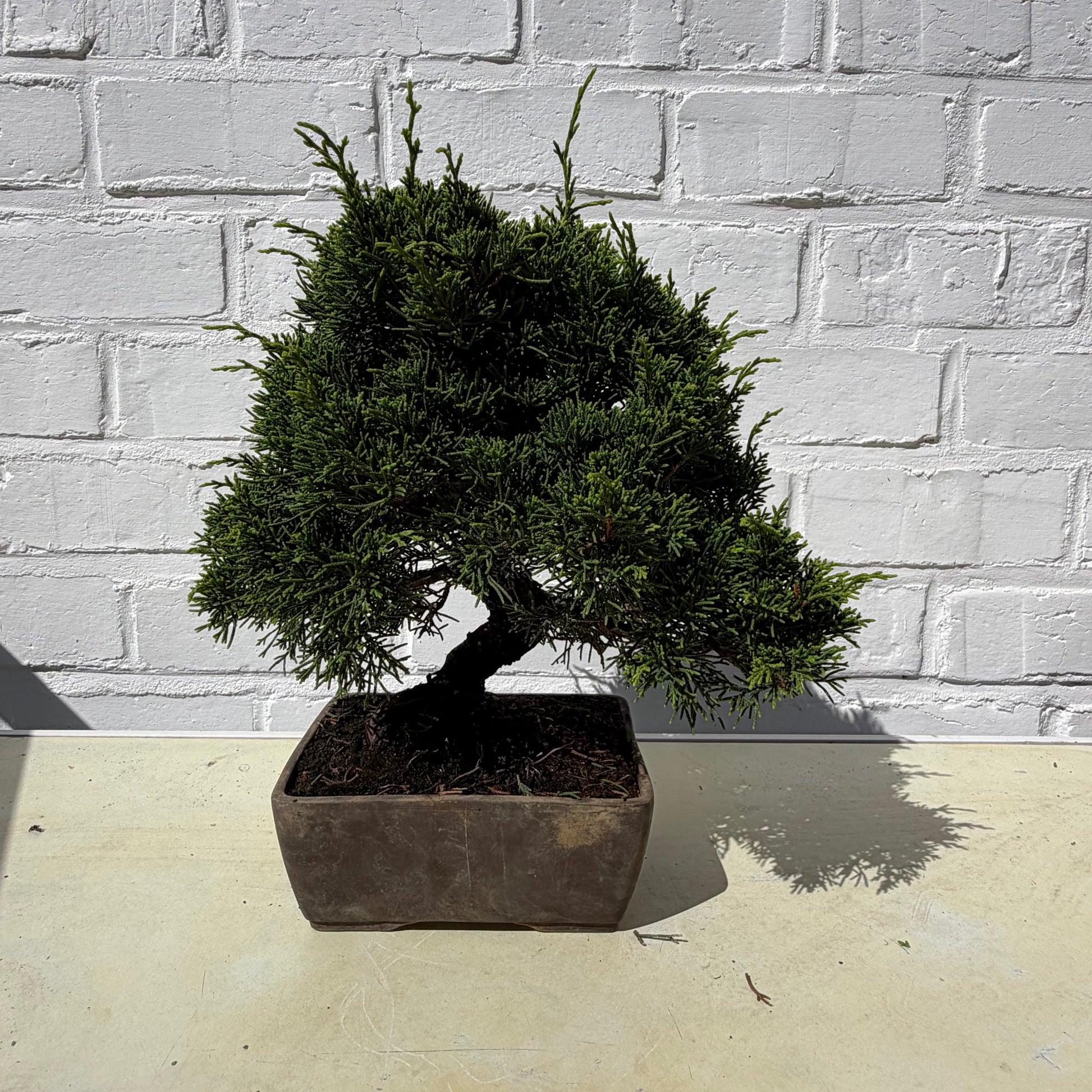 Bonsai Genevrier - 24 cm - 17 ans