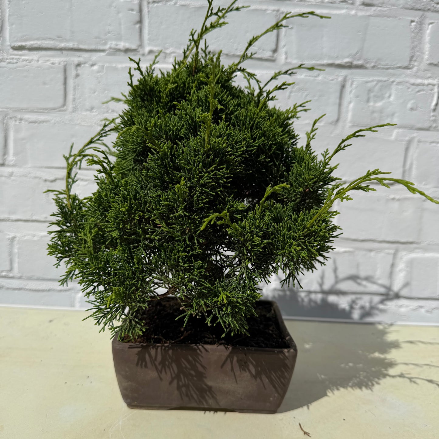 Bonsai Genevrier - 26 cm