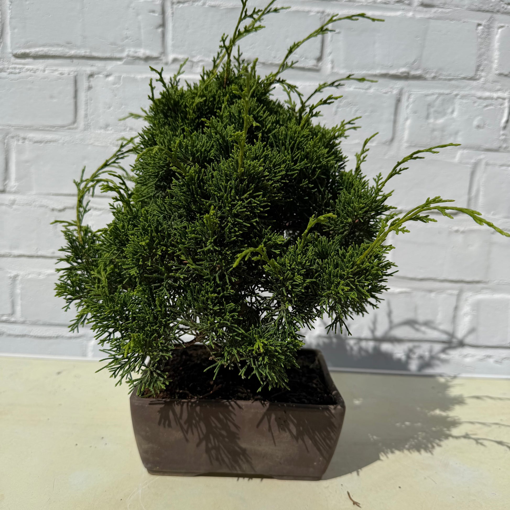 Bonsai Genevrier - 26 cm
