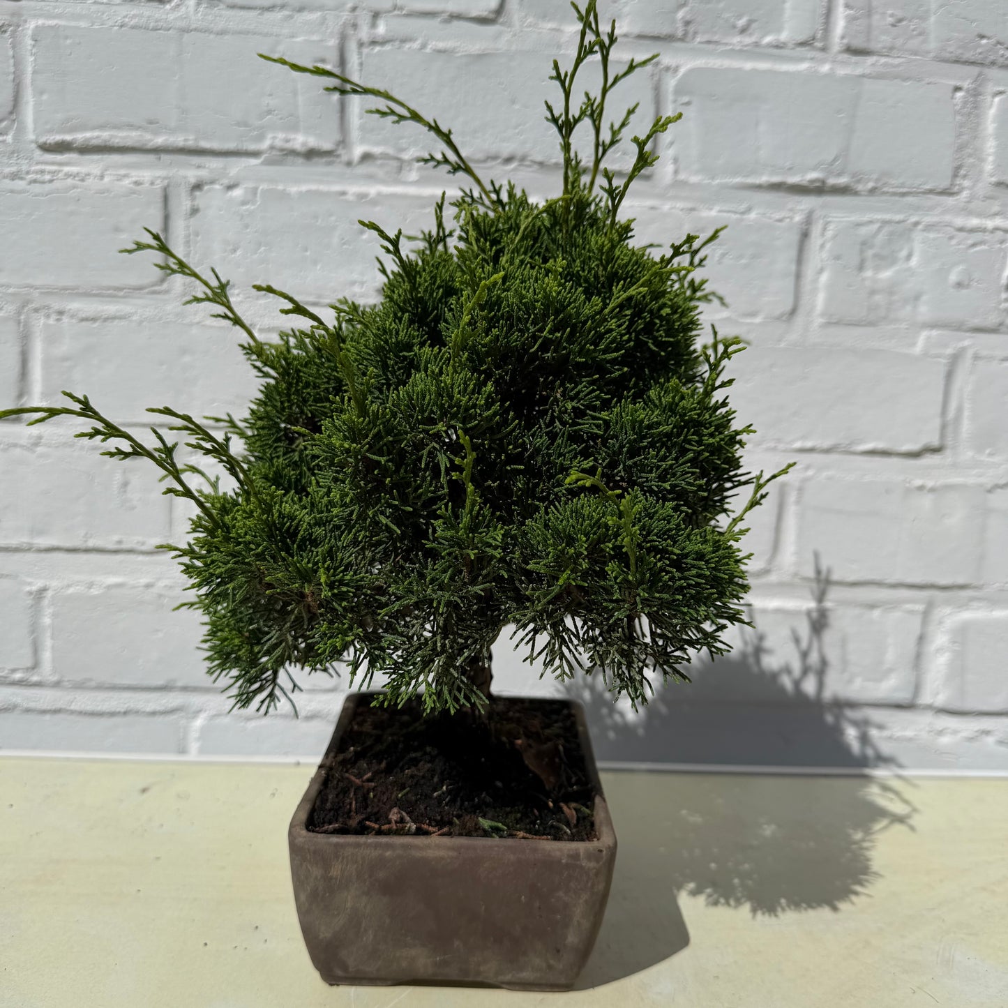 Bonsai Genevrier - 26 cm - 17 ans
