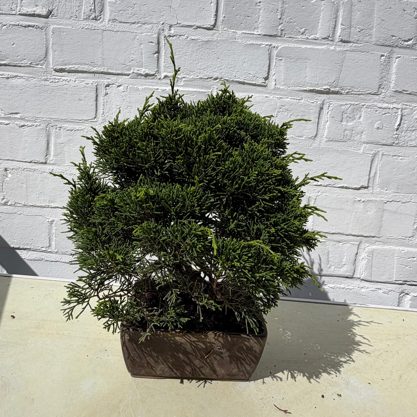 Bonsai Juniperus Chinensis - 24 cm