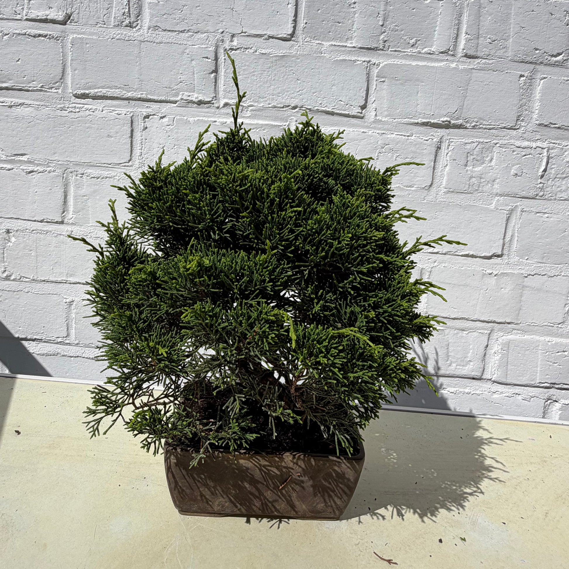 Bonsai Juniperus Chinensis - 24 cm