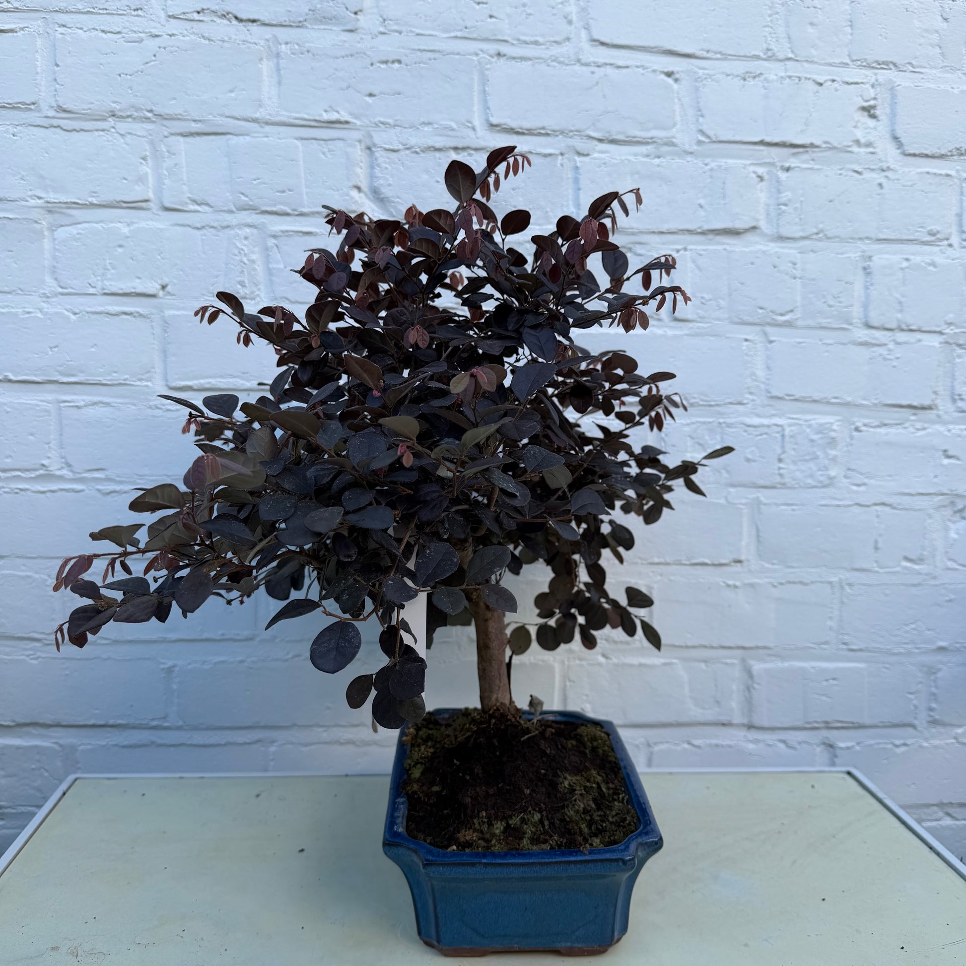 Bonsai Loropetalum Chinensis - 40 cm