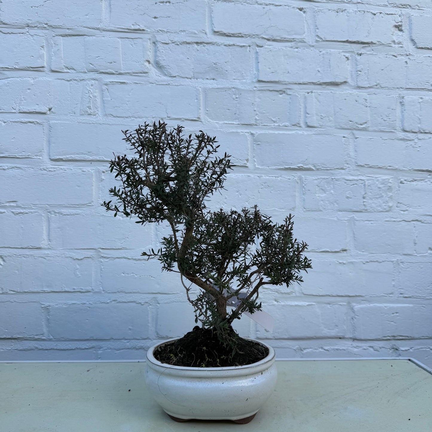 Bonsai Manuka (Leptospermum scoparium) - 31 cm - 7 ans