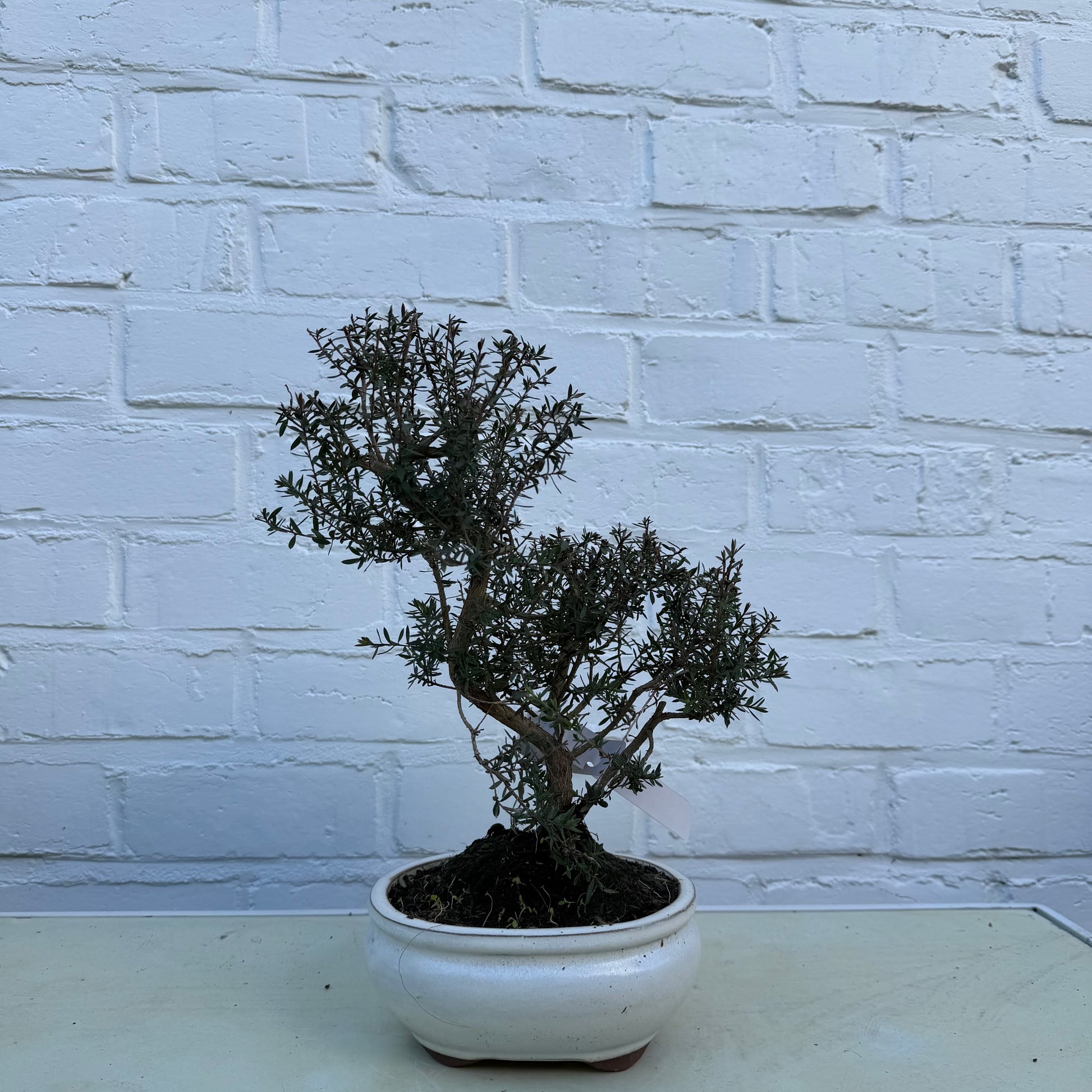 Bonsai Manuka (Leptospermum scoparium) - 31 cm - 7 ans