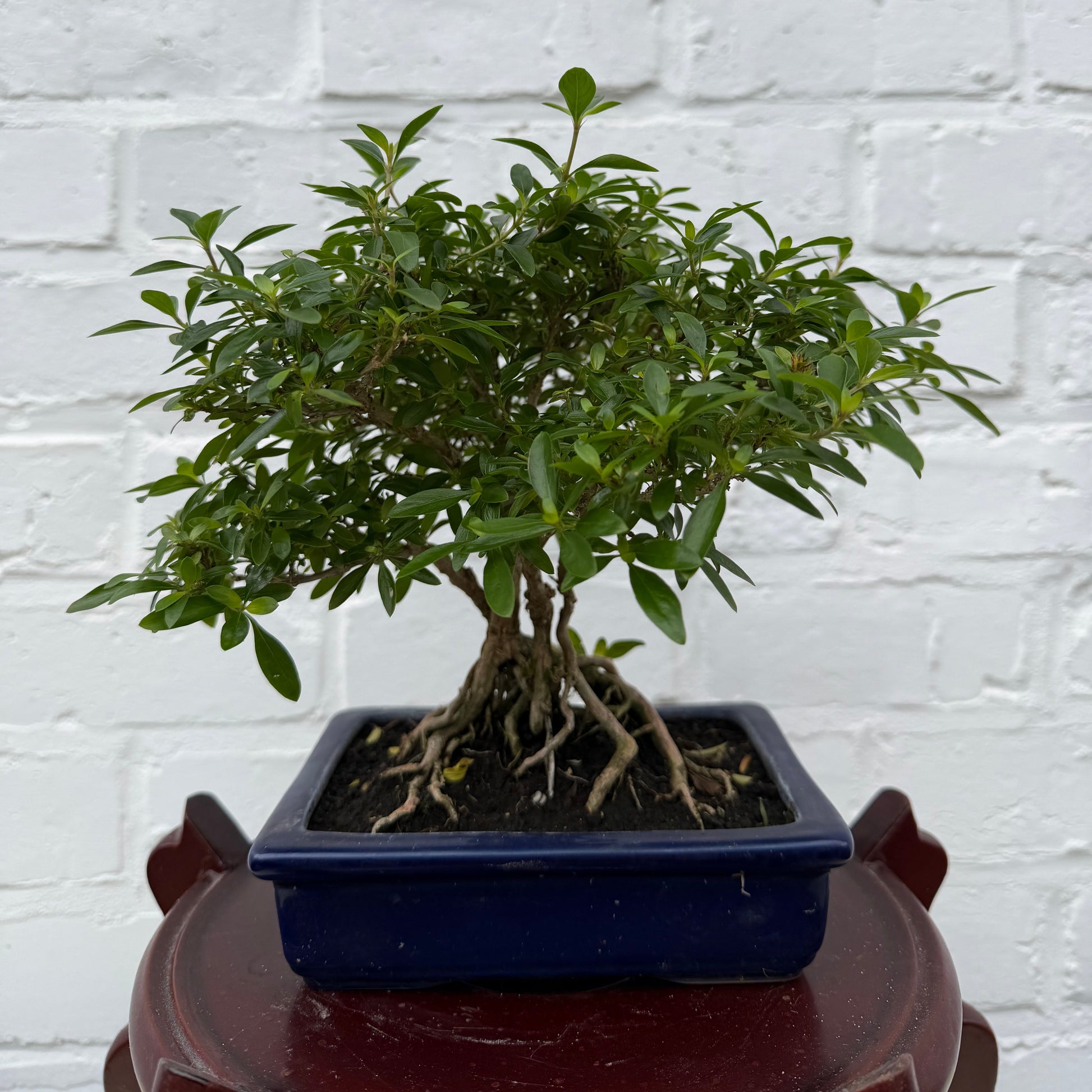 Bonsai serissa phoetida