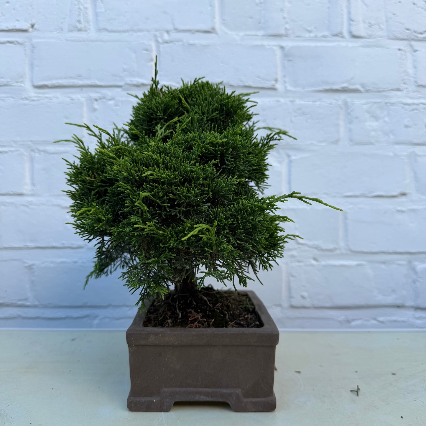 Bonsaï Genévrier  (Juniperus Chinensis) - 23 cm - 17 ans