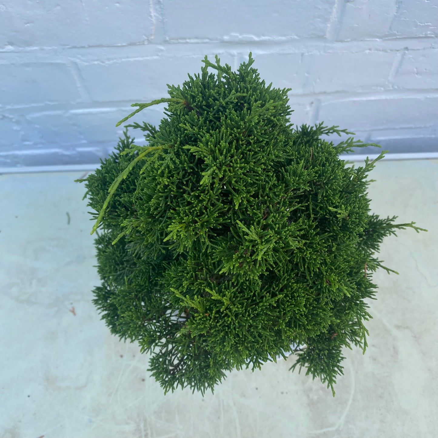 Bonsaï Jeneverbes  (Juniperus Chinensis) 18jaar - 23 cm