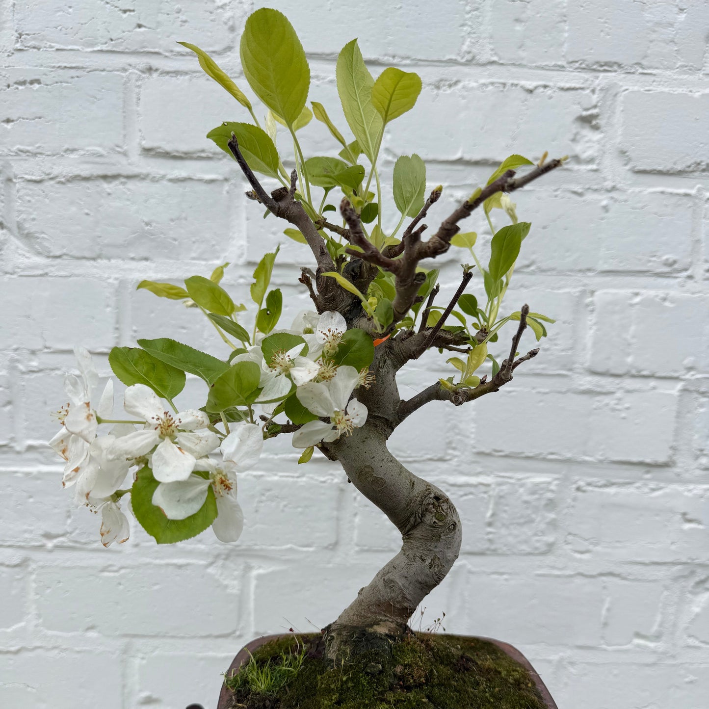 Bonsaï Appelboom (Malus) - 28 cm