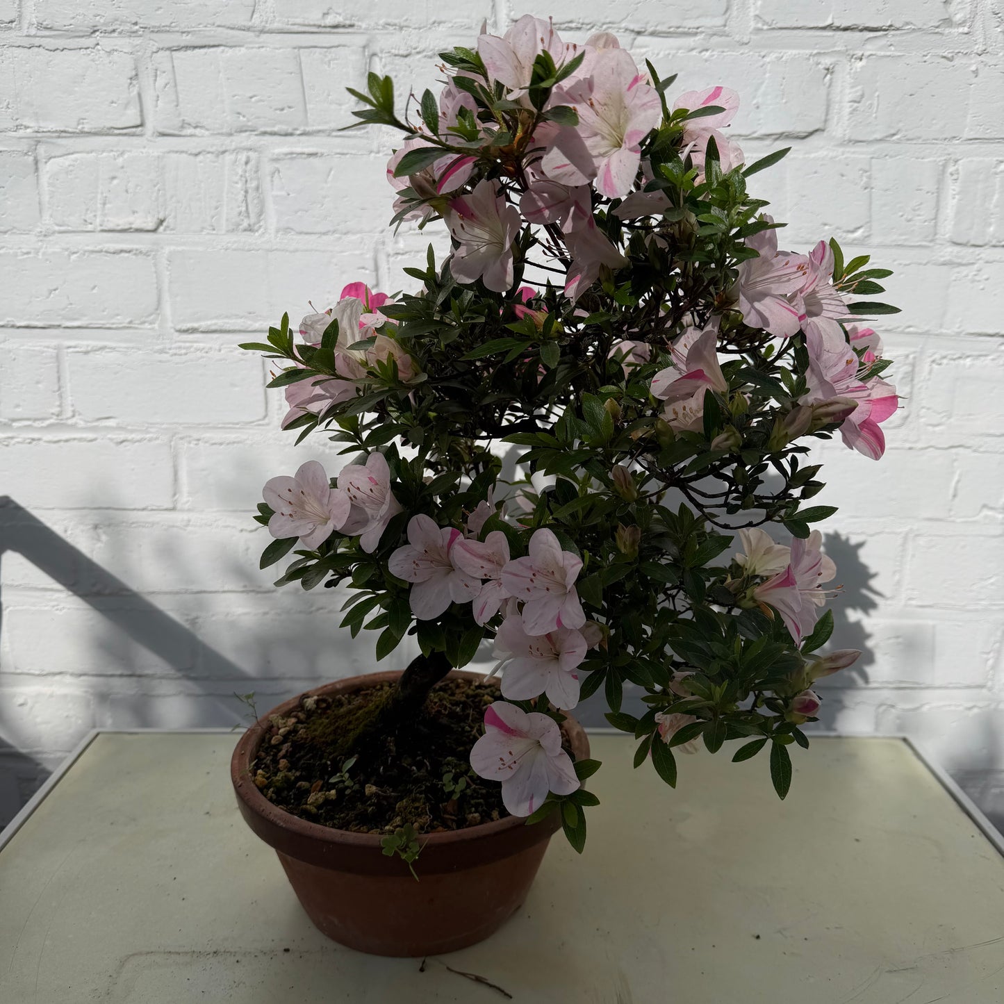 Bonsaï Azalée Satsuki - 38 cm