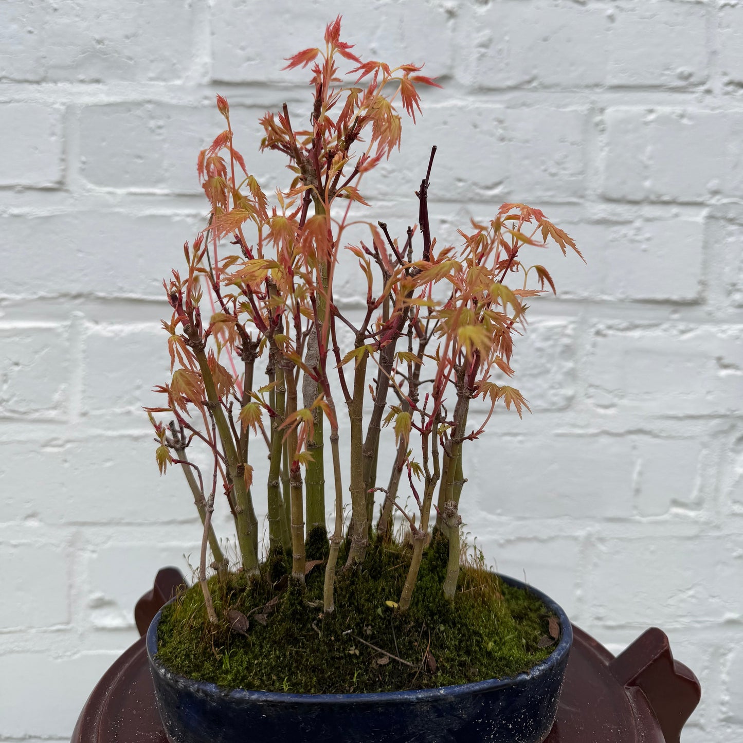 Japanse esdoorn (Acer palmatum Yamamomiji) - 27 cm