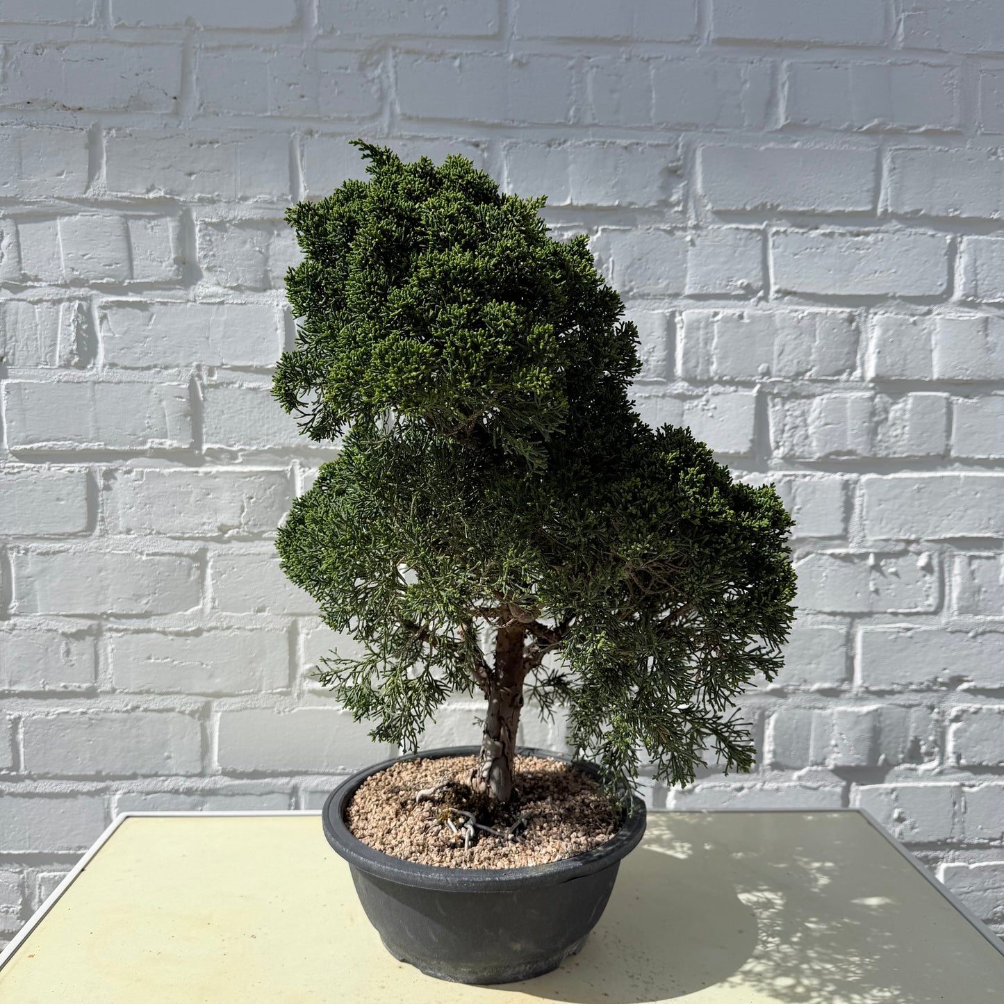 Jeneverbes Bonsai (Juniperus Chinensis Kyushu) - 45 cm