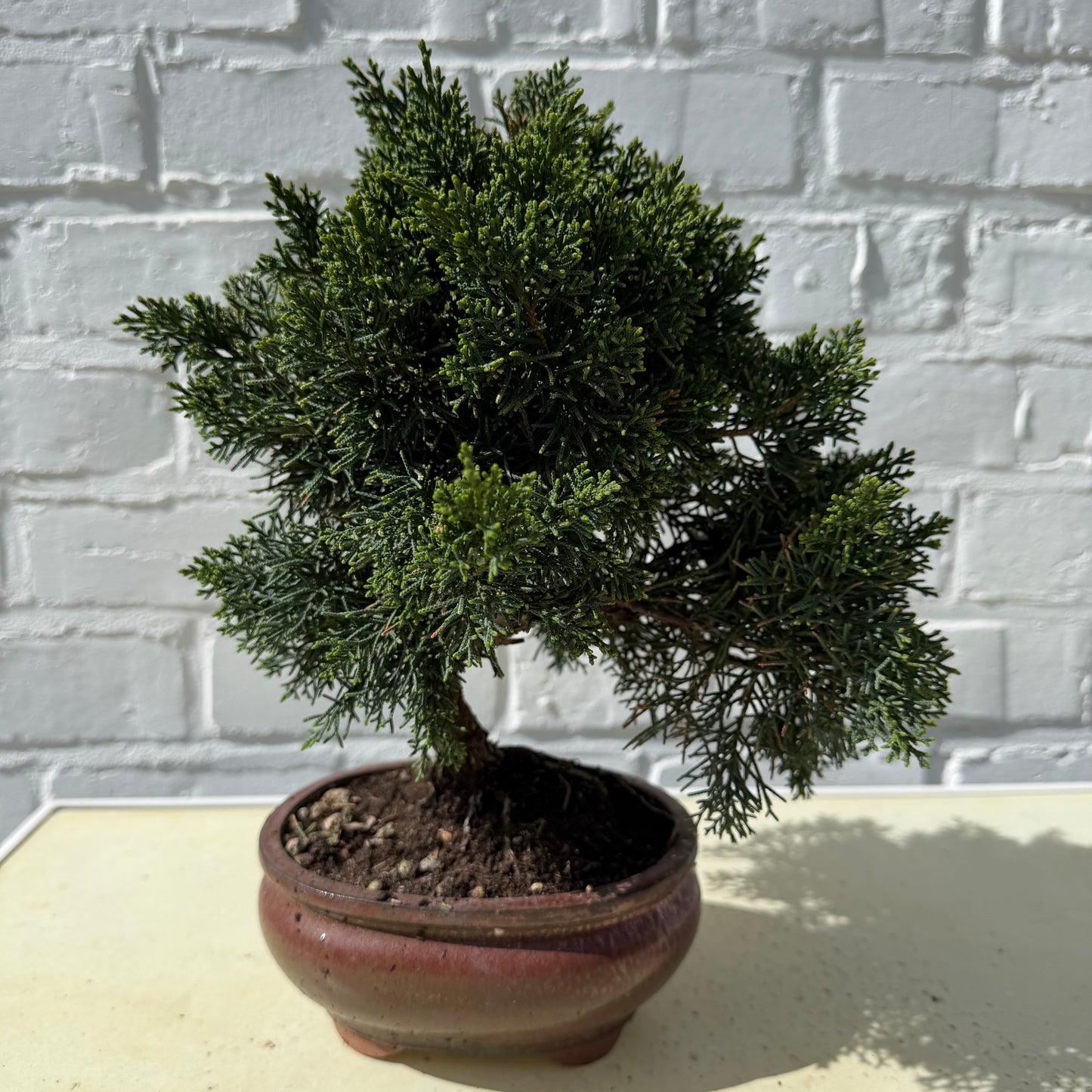 Jeneverbes Bonsai (Juniperus Chinensis Kyushu) - 25 cm