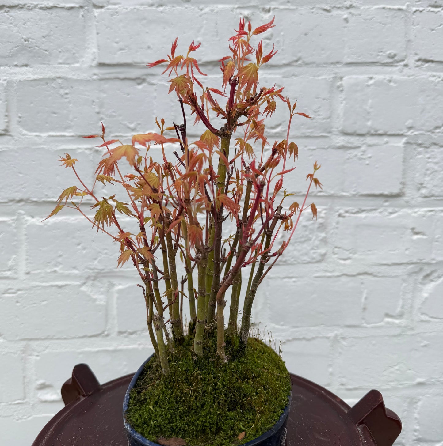 Japanse esdoorn (Acer palmatum Yamamomiji) - 27 cm