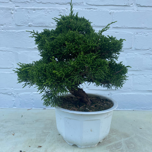 Bonsaï Jeneverbes  (Juniperus Chinensis) - 18jaar - 20 cm